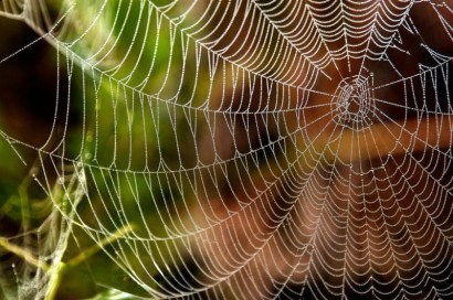 spider-silk-01-998e5c96299c37497576c526b9f3ea31f